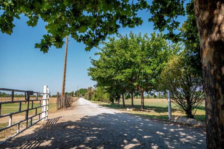 Allée bordée d'arbres conduisant à la Manade Occitane Marsillargues
