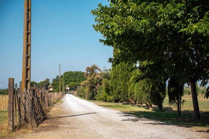 Chemin de terre bordé d'arbres menant à la Manade Occitane Marsillargues